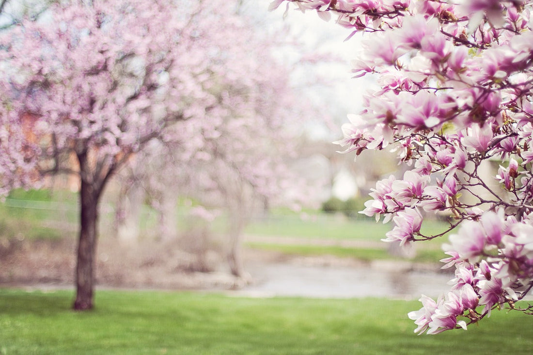 What is Shunbun no Hi? The Japanese Spring Equinox Holiday Explained