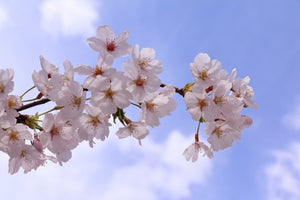 Cherry Blossom Blooming Period and Japan’s Climate